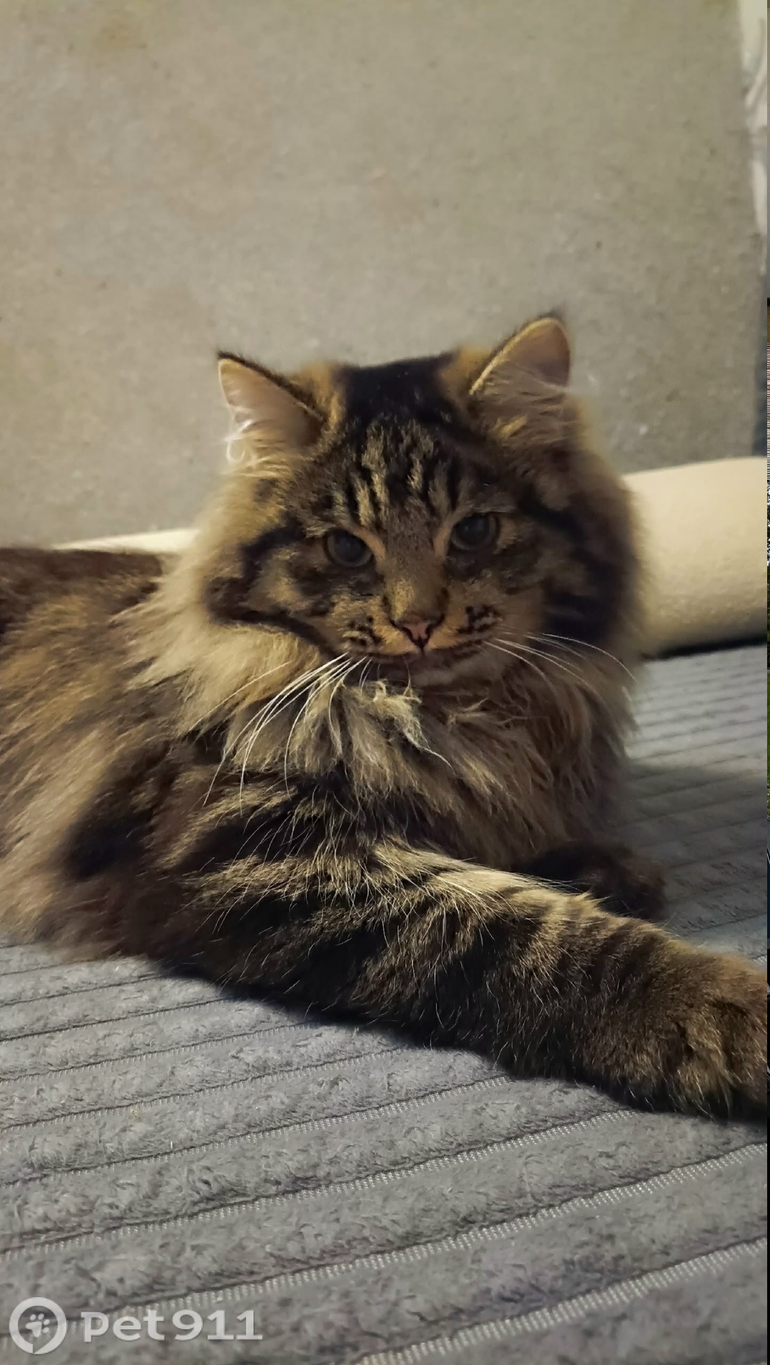 Пропала кошка в Ижевске — фото объявления