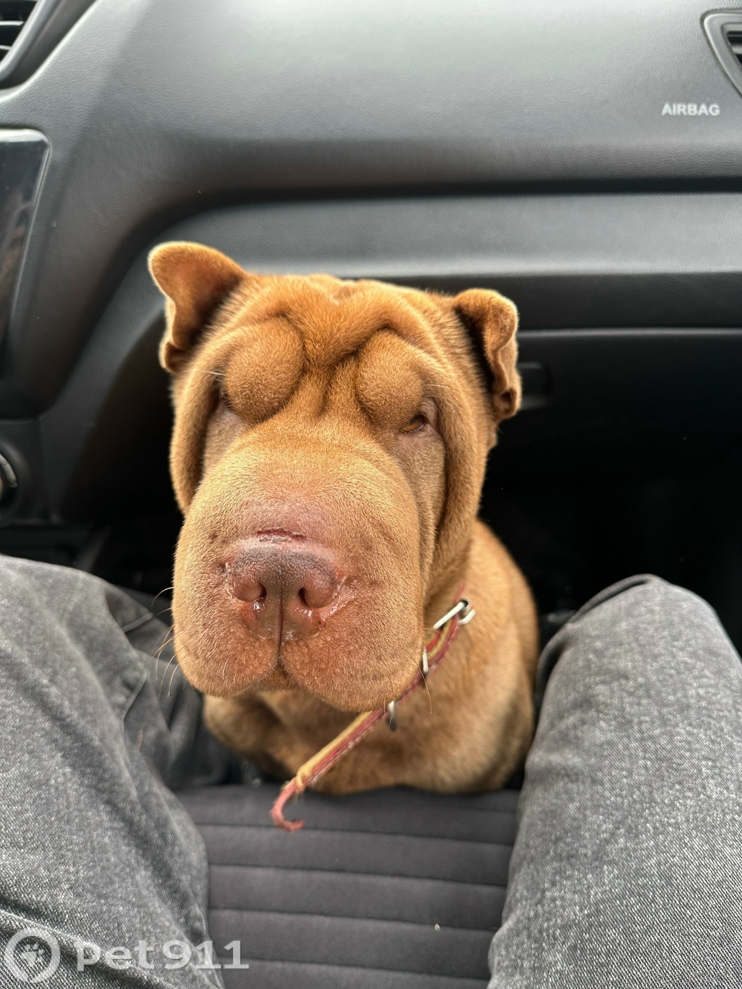 Пропала собака в Ижевске — фото объявления