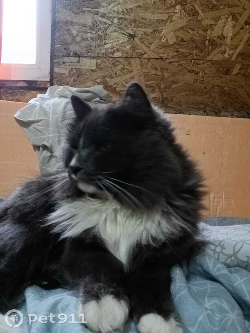 Пропала кошка в Ижевске — фото объявления