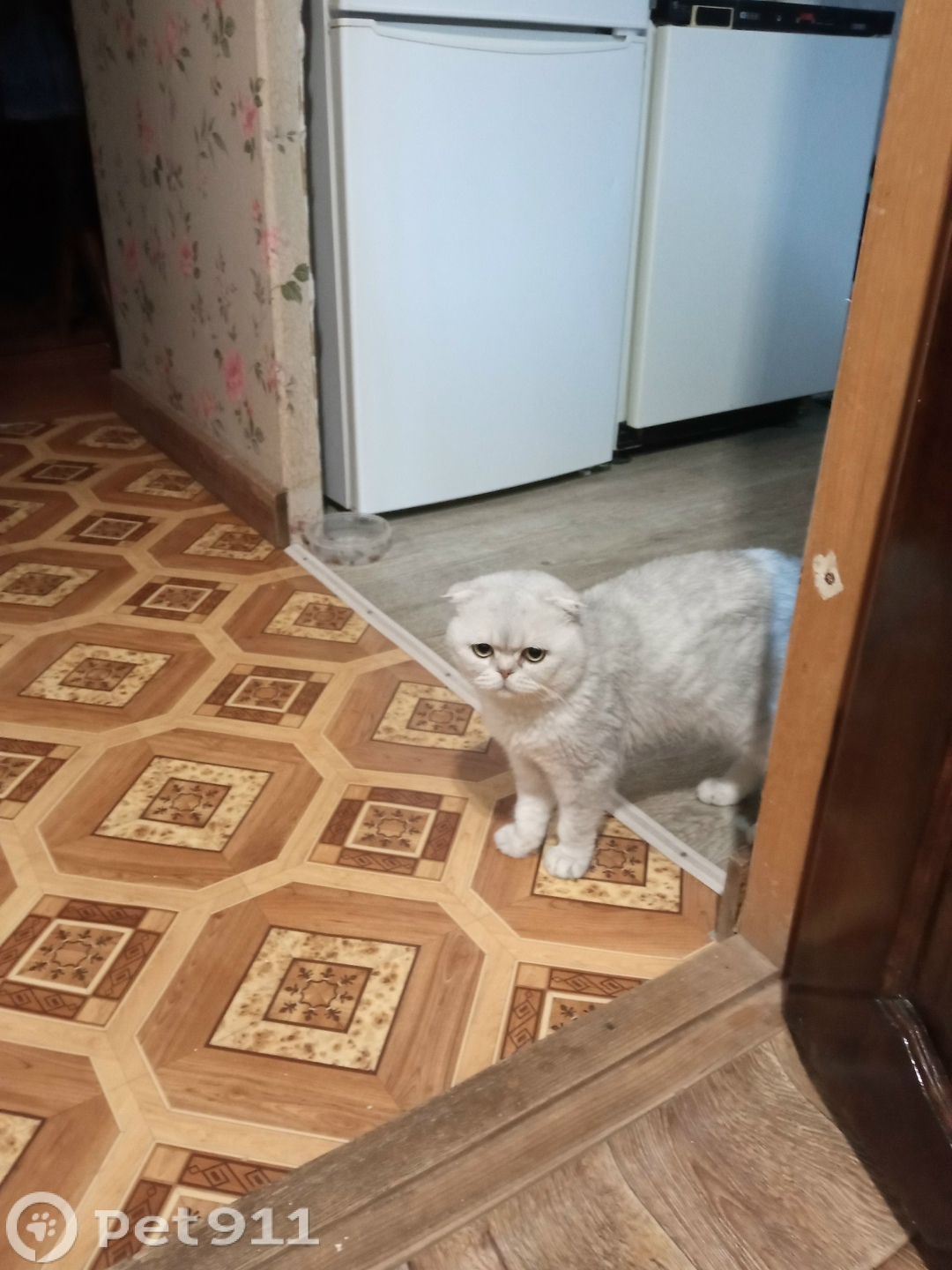 Найдена кошка в Ижевске — фото объявления