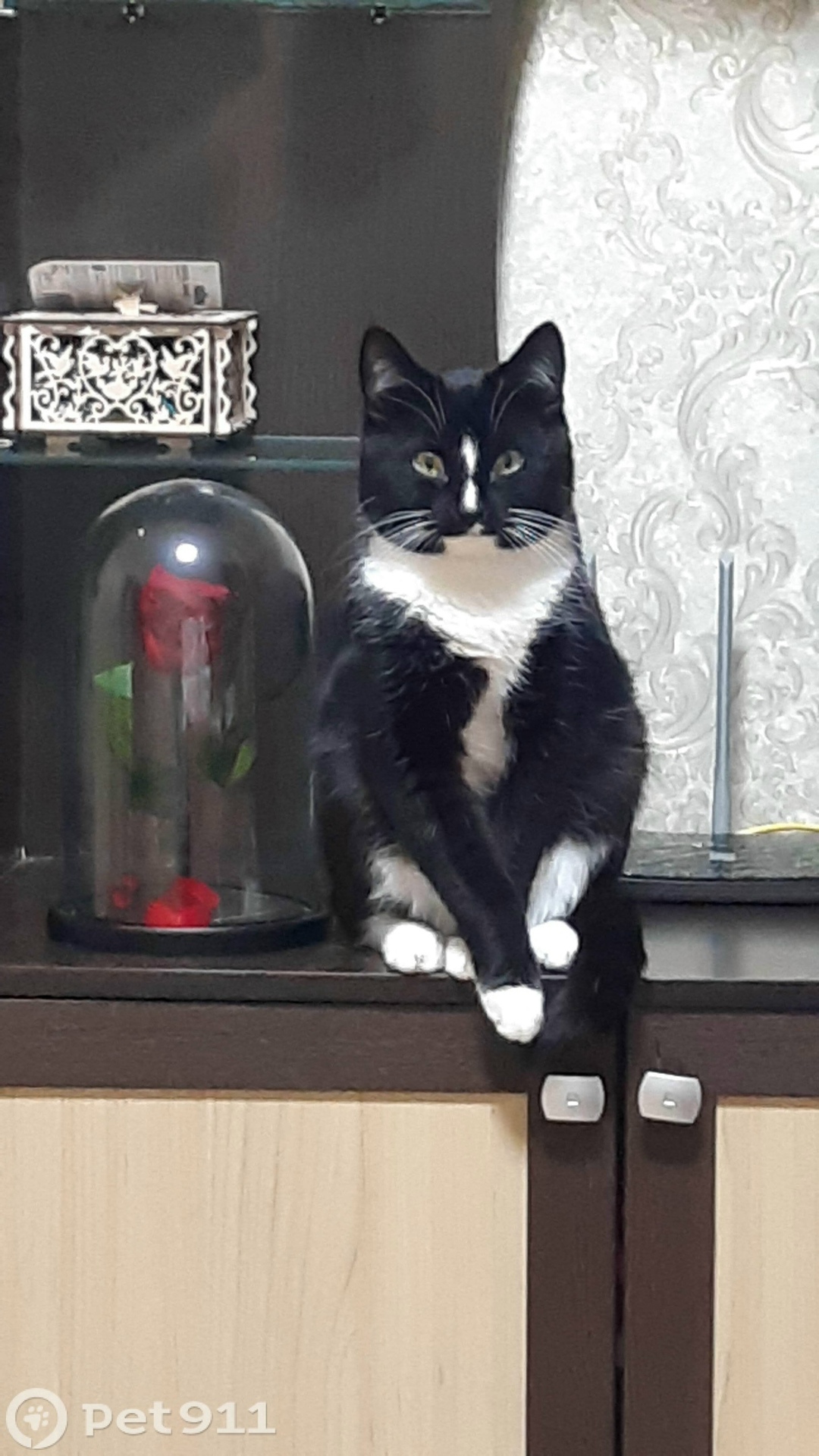 Пропала кошка в Ижевске — фото объявления