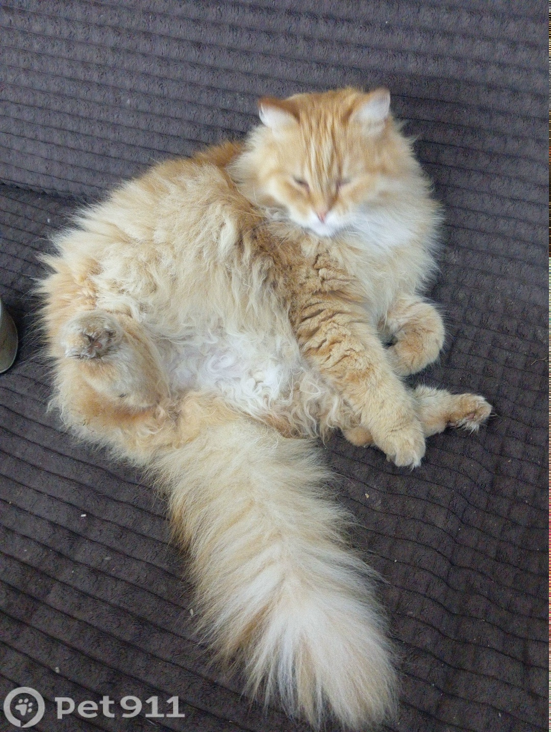 Пропала кошка в Ижевске — фото объявления