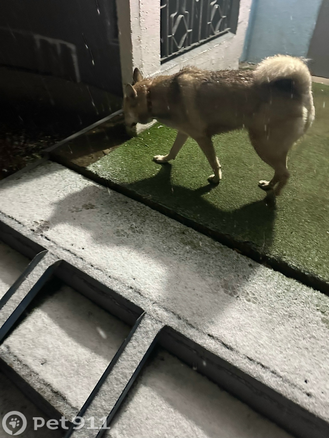 Найдена собака в Ижевске — фото объявления