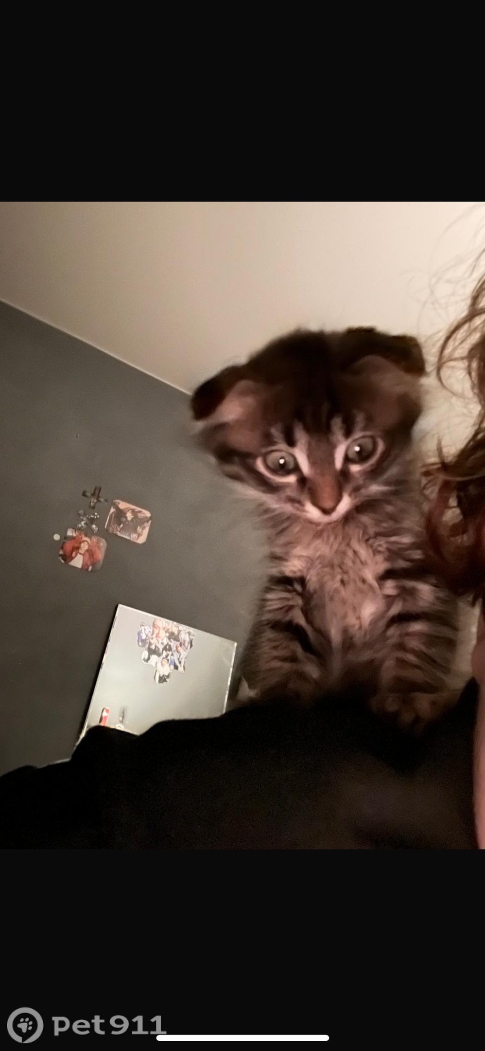 Пропала кошка в Ижевске — фото объявления