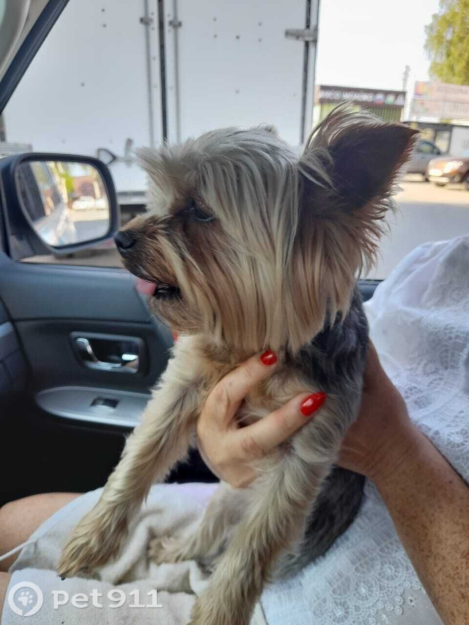 Найдена собака в Ижевске — фото объявления