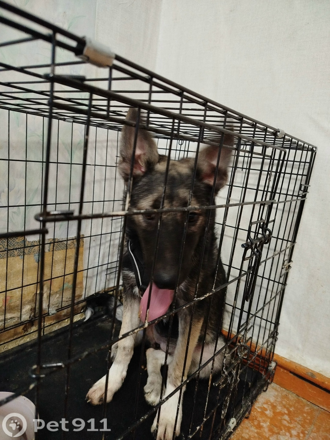 Найдена собака в Ижевске — фото объявления