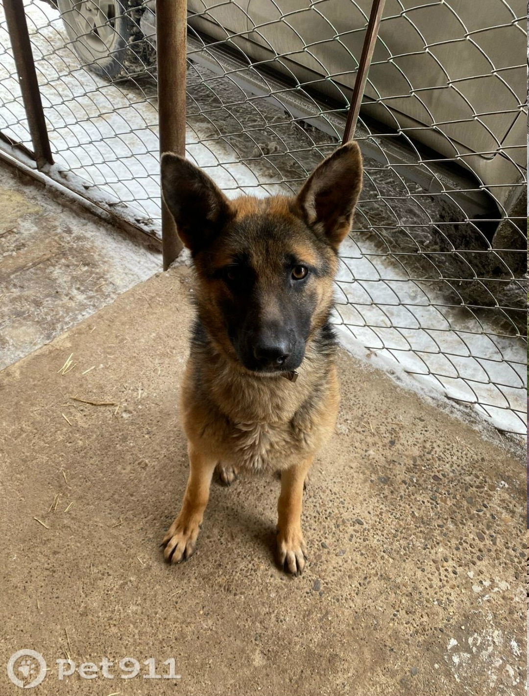 Пропала собака в Ижевске — фото объявления