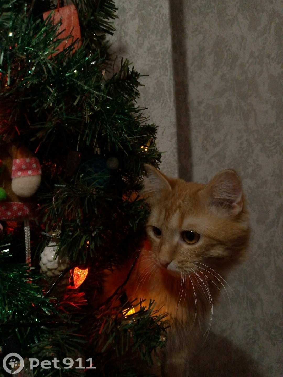 Пропала кошка в Ижевске — фото объявления