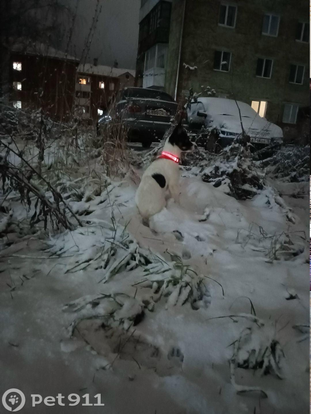 Пропала собака в Ижевске — фото объявления