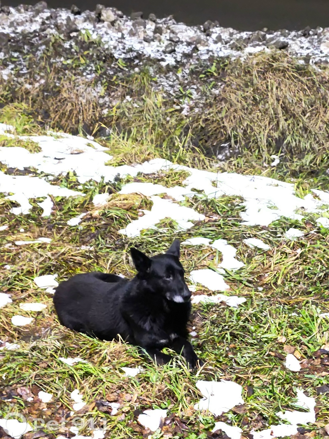 Найдена собака в Ижевске — фото объявления