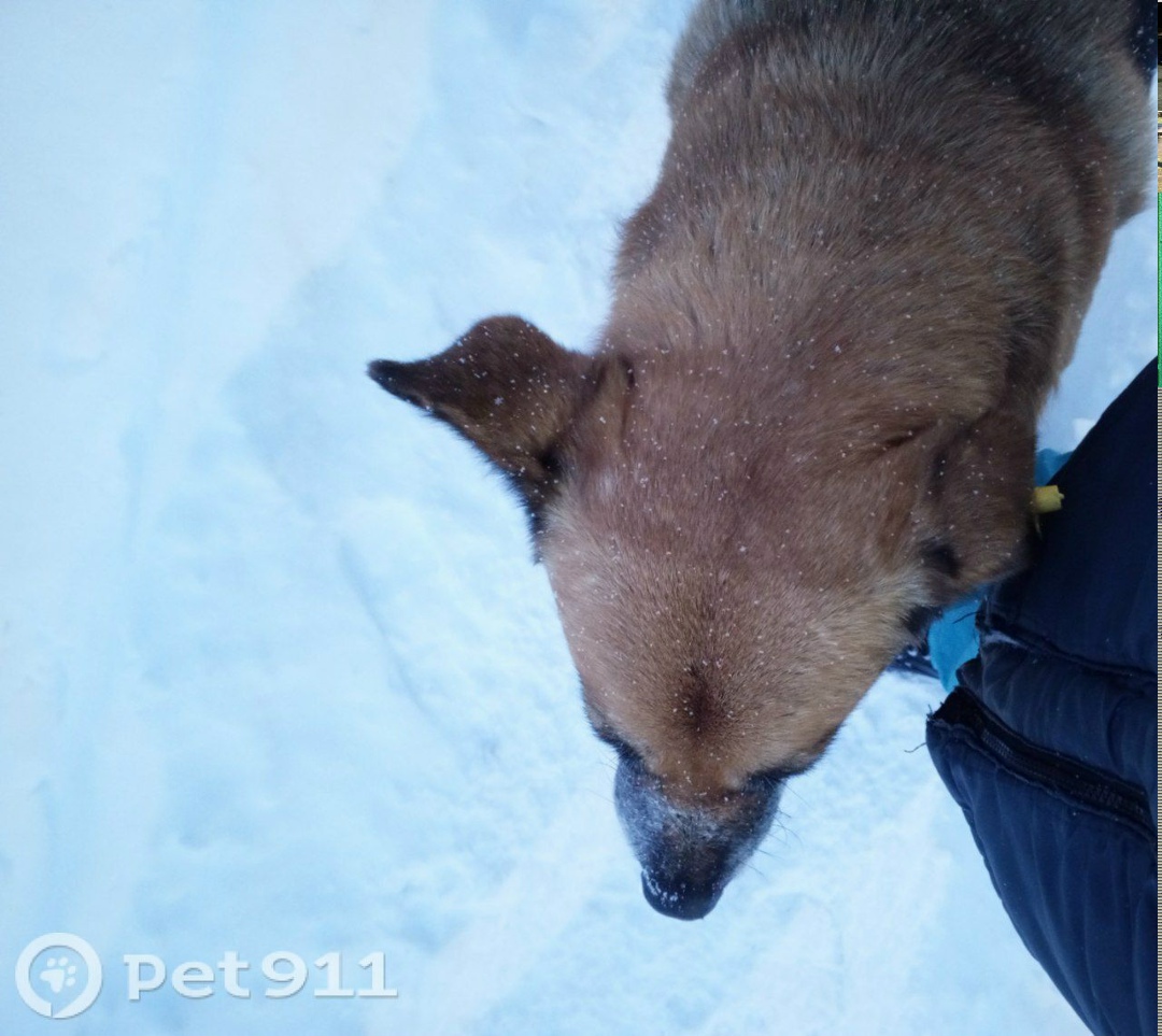 Пропала собака в Ижевске — фото объявления