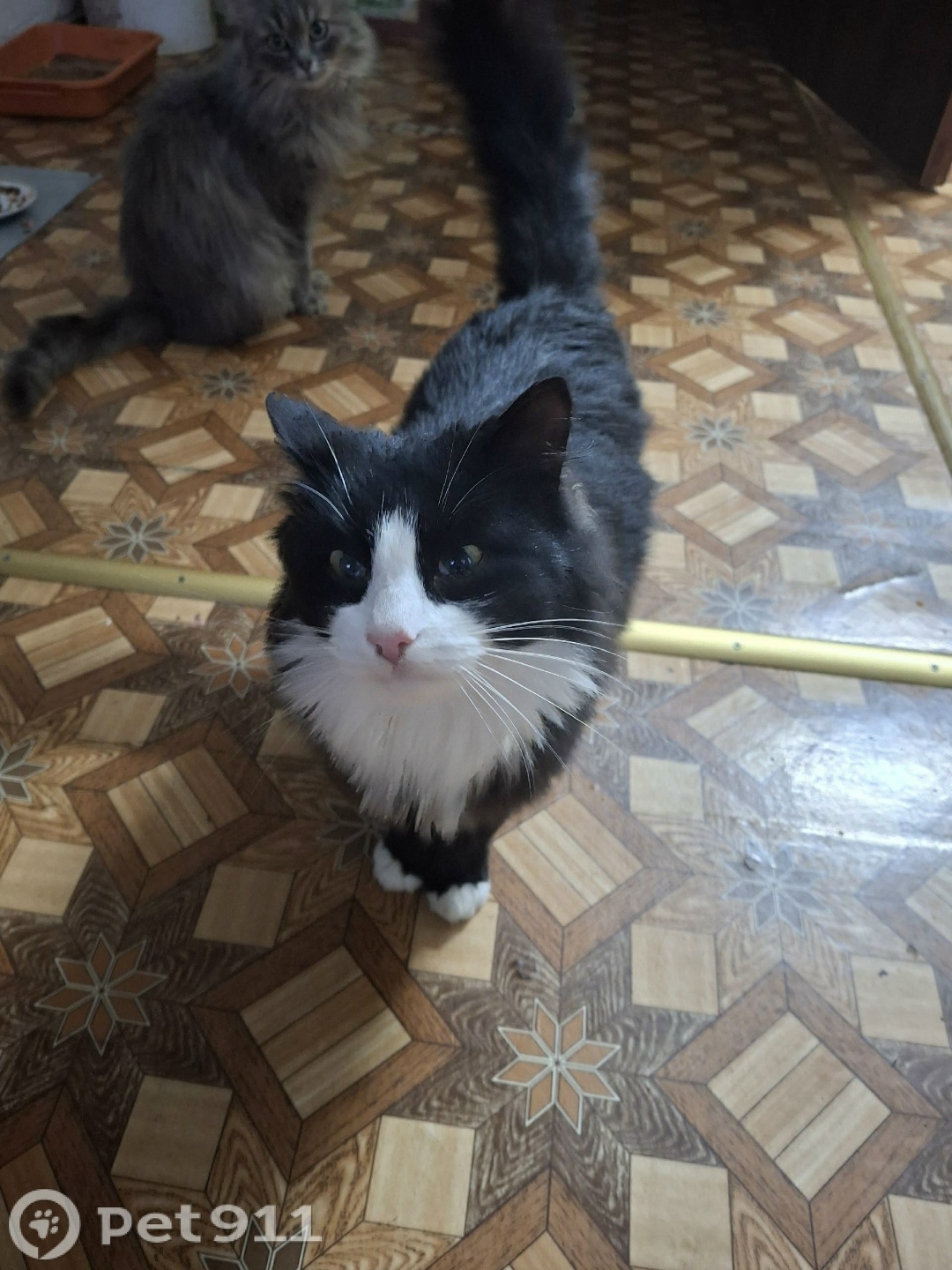 Найдена кошка в Ижевске — фото объявления