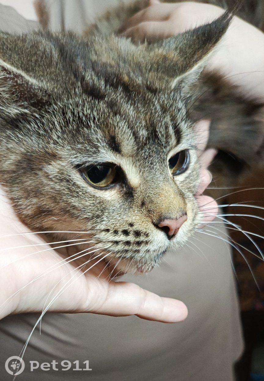 Найдена кошка в Ижевске — фото объявления