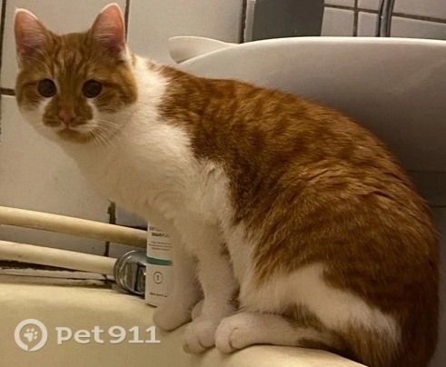 Пропала кошка в Ижевске — фото объявления