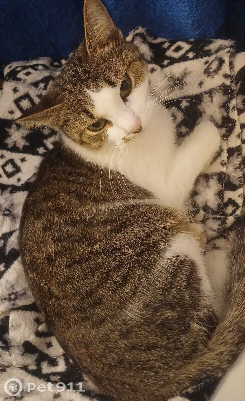 Пропала кошка в Ижевске — фото объявления