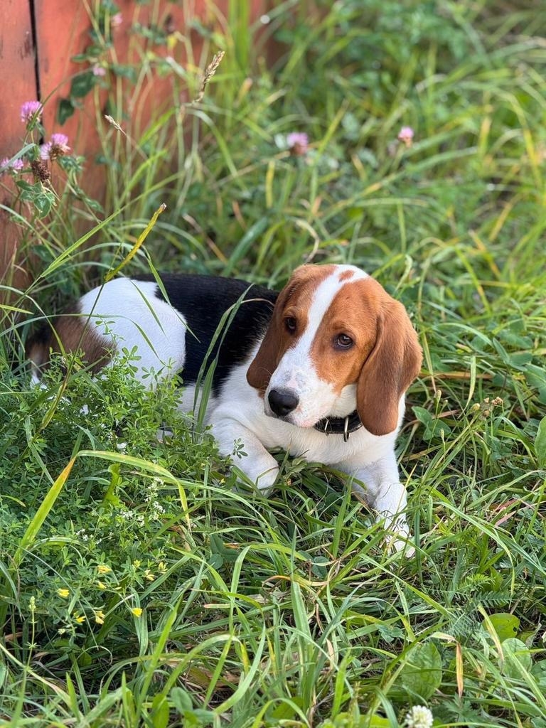 Пропала собака в Ижевске — фото объявления