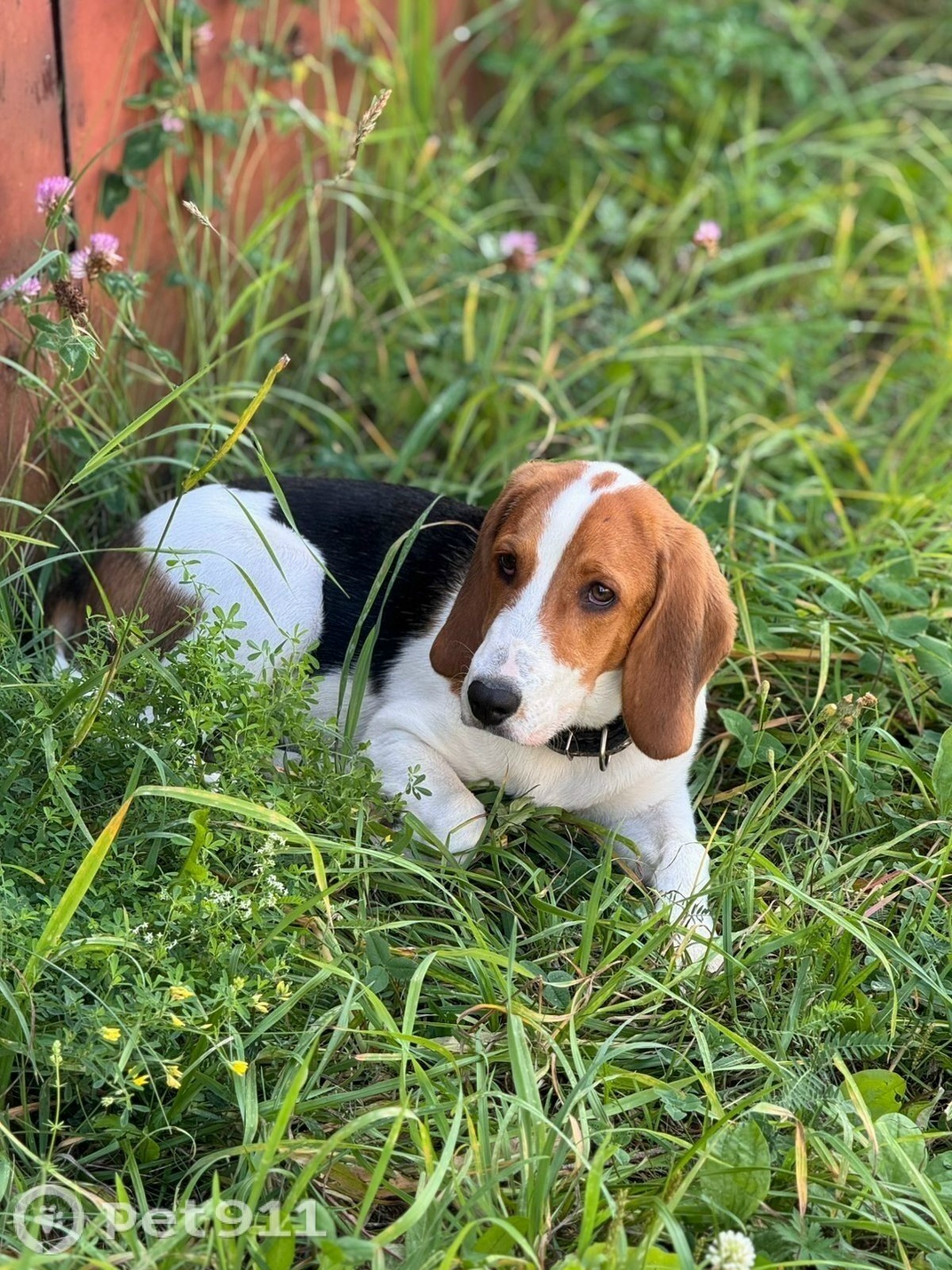 Пропала собака в Ижевске — фото объявления