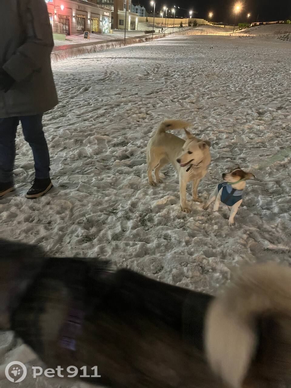 Найдена собака в Ижевске — фото объявления