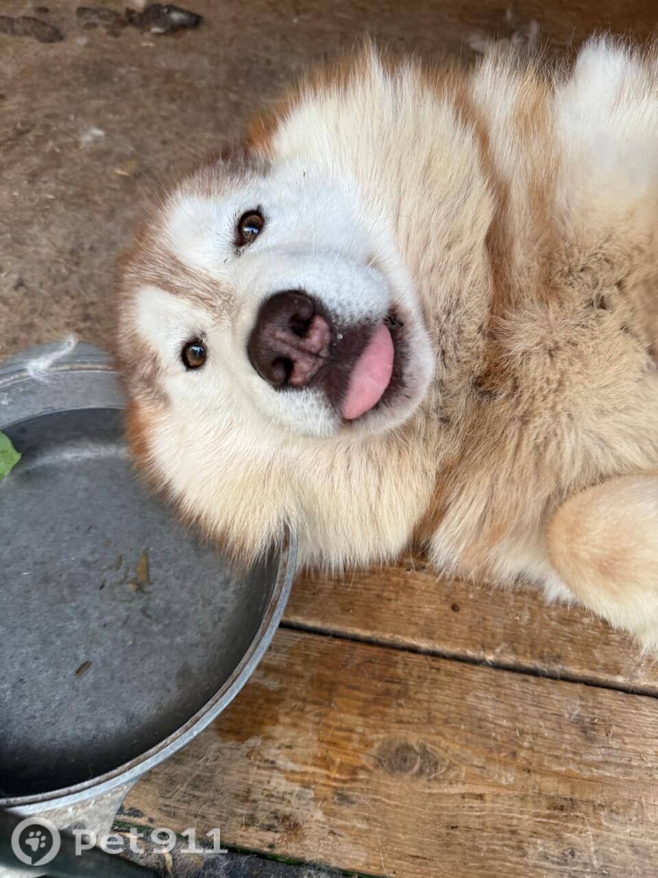 Пропала собака в Ижевске — фото объявления