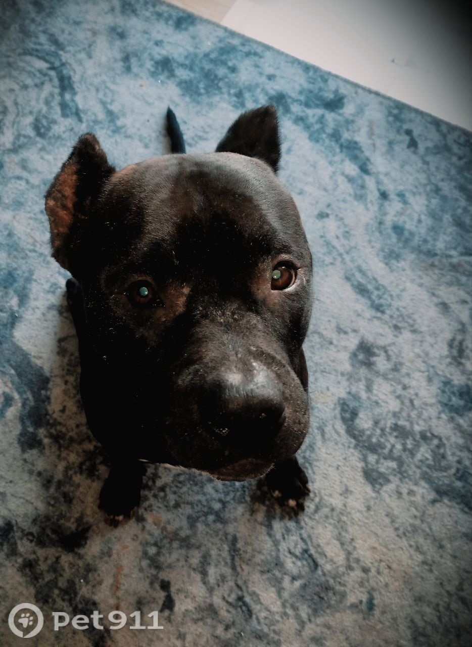 Пропала собака в Ижевске — фото объявления