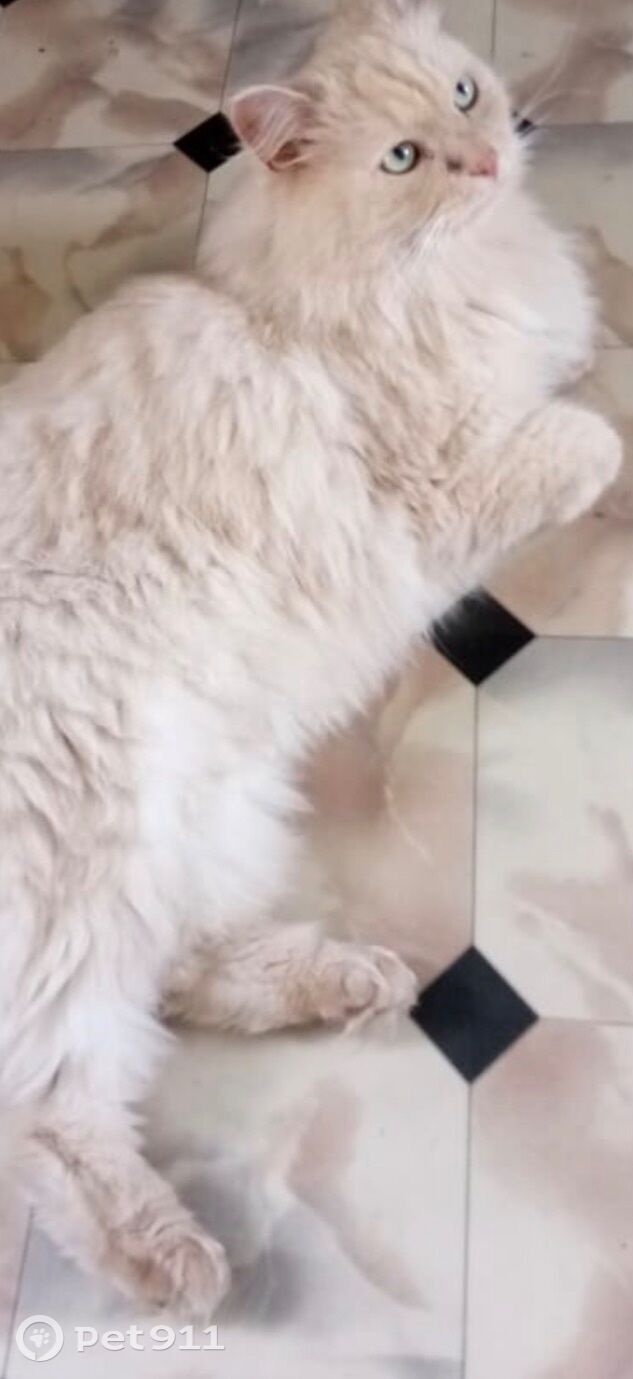 Пропала кошка в Ижевске — фото объявления