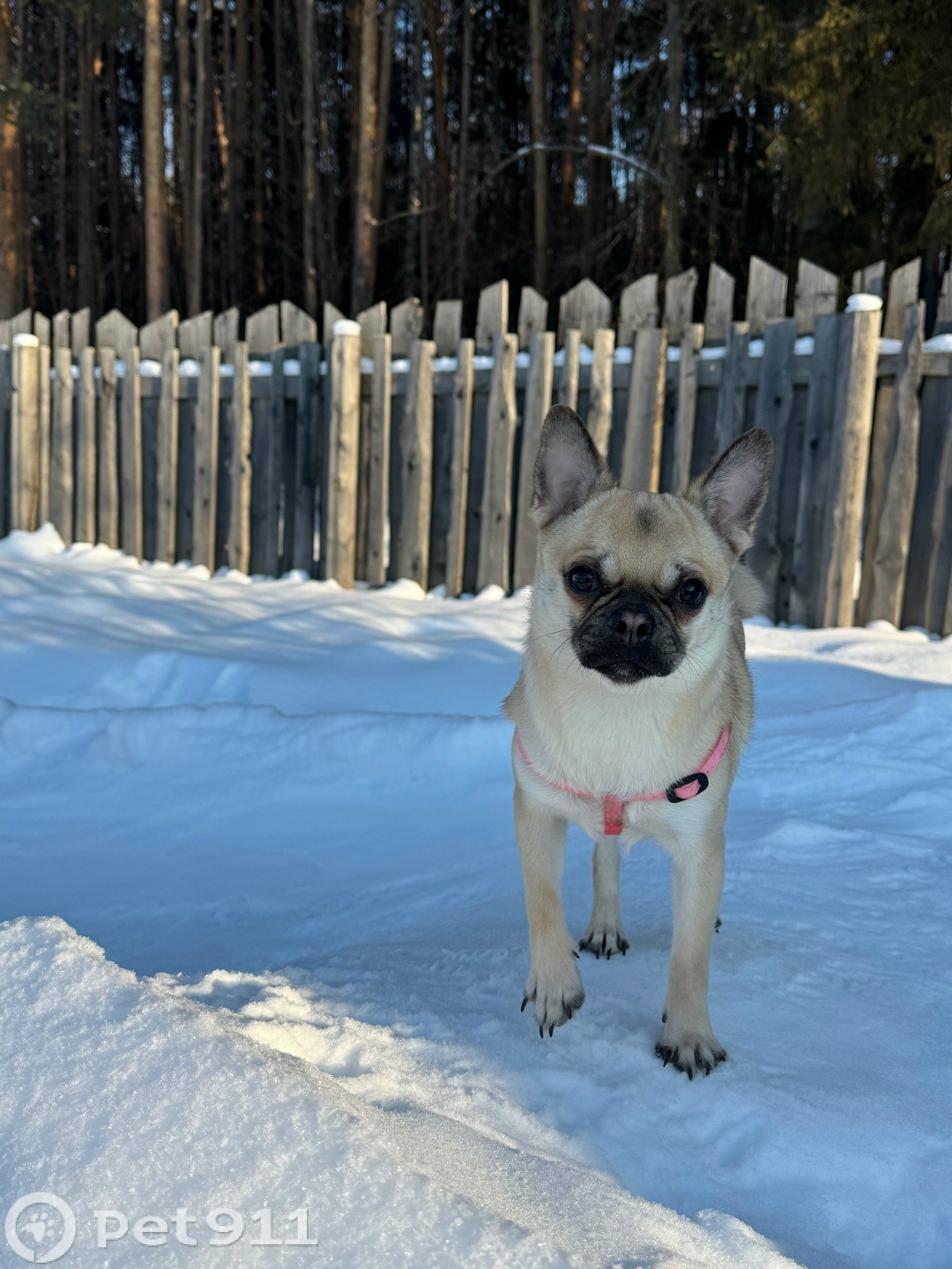 Пропала собака в Ижевске — фото объявления