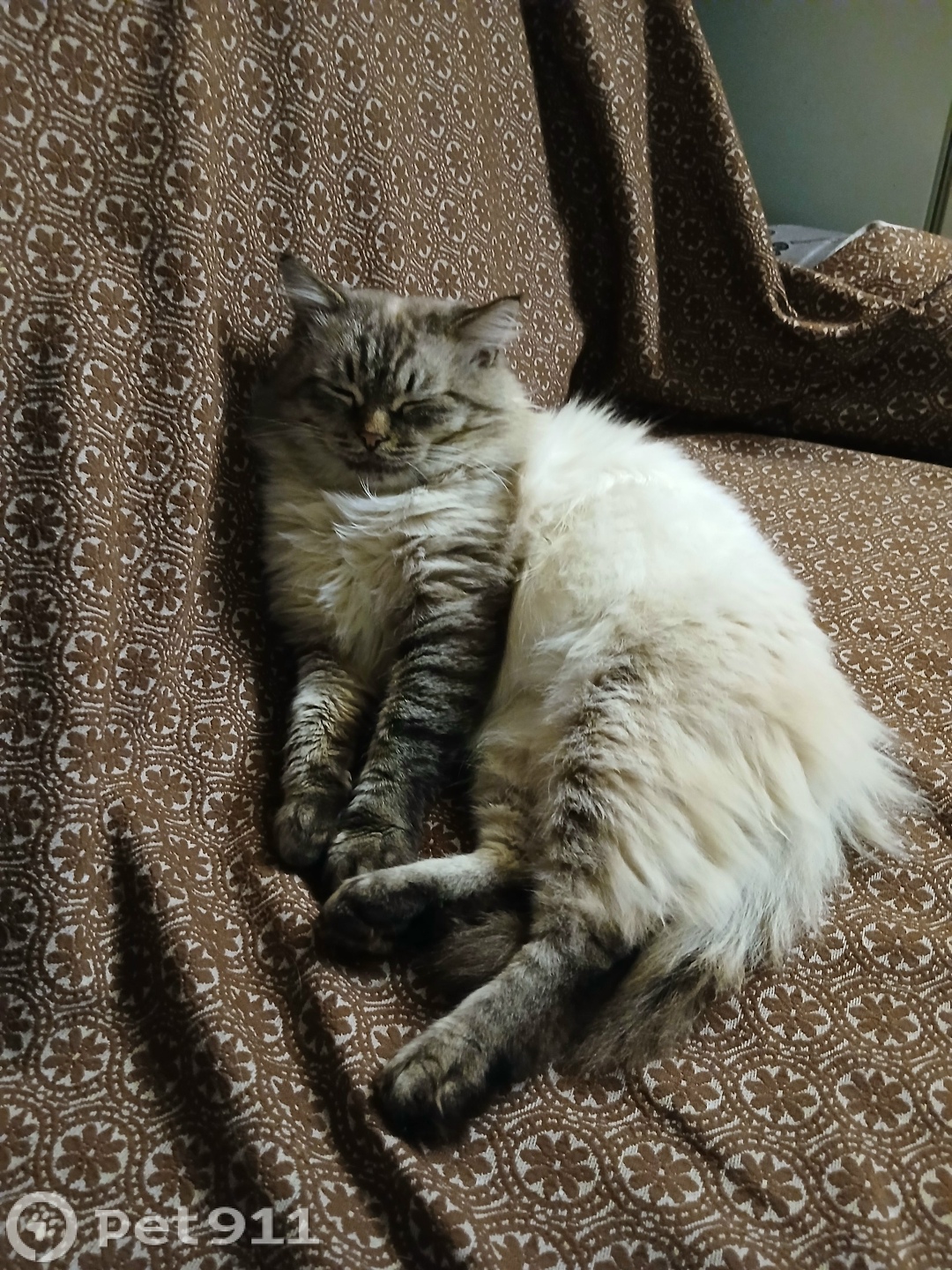 Пропала кошка в Ижевске — фото объявления