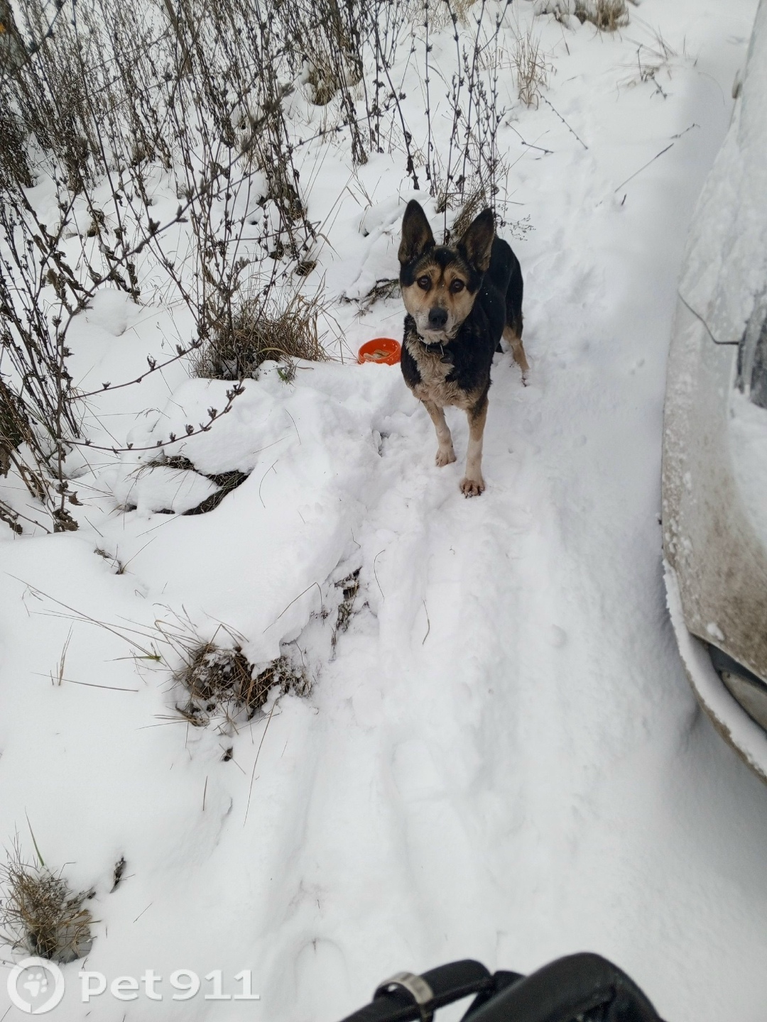 Найдена собака в Ижевске — фото объявления