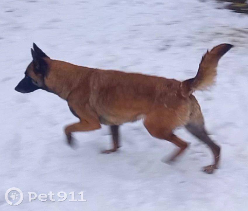 Пропала собака в Ижевске — фото объявления