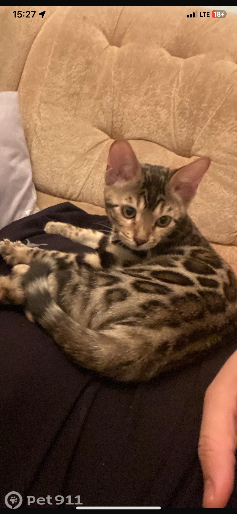 Пропала кошка в Ижевске — фото объявления