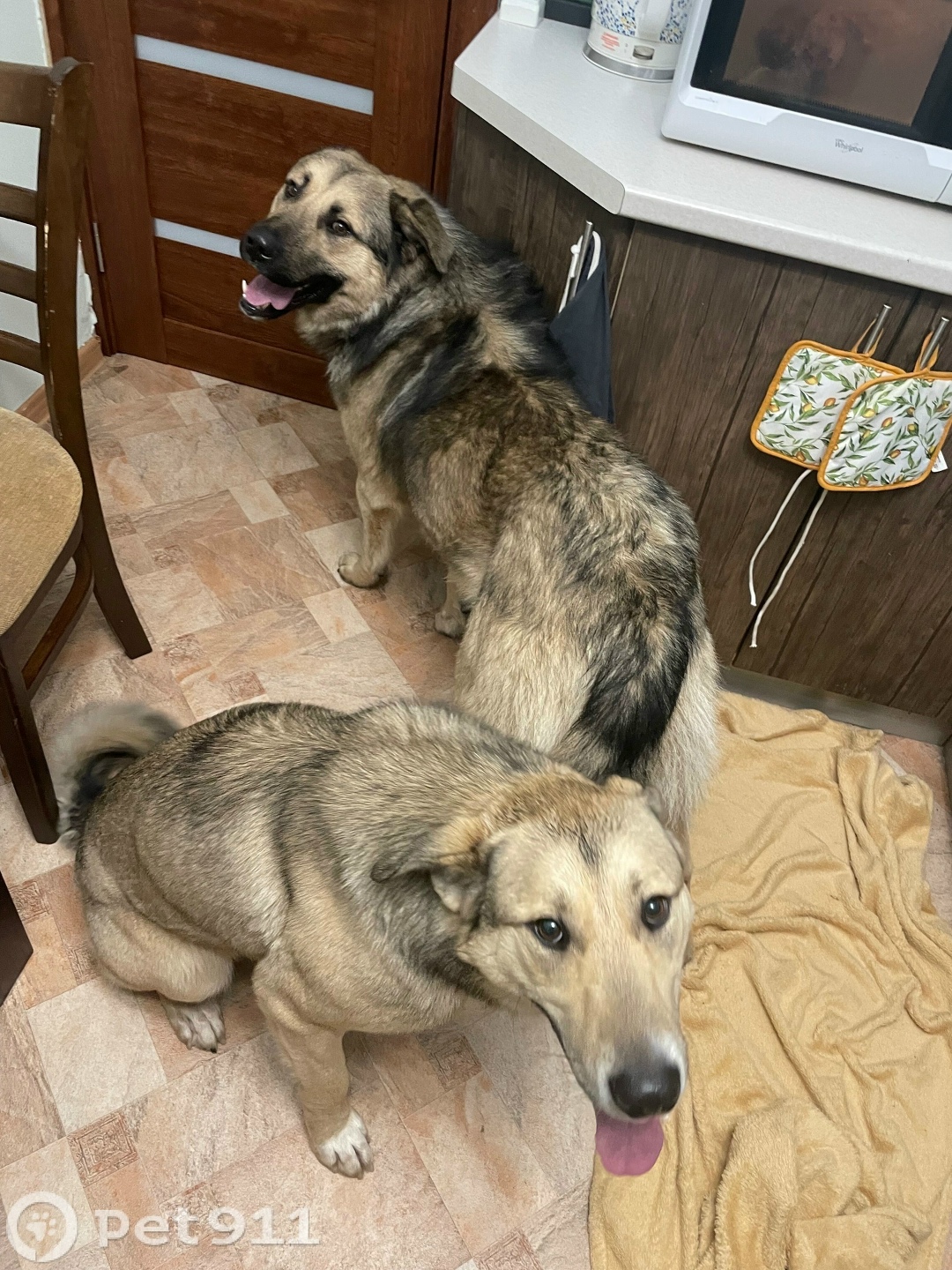 Найдена собака в Ижевске — фото объявления