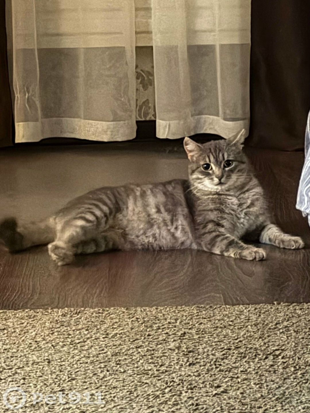 Найдена кошка в Ижевске — фото объявления