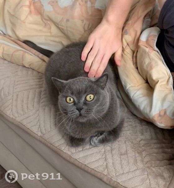 Пропала кошка в Ижевске — фото объявления