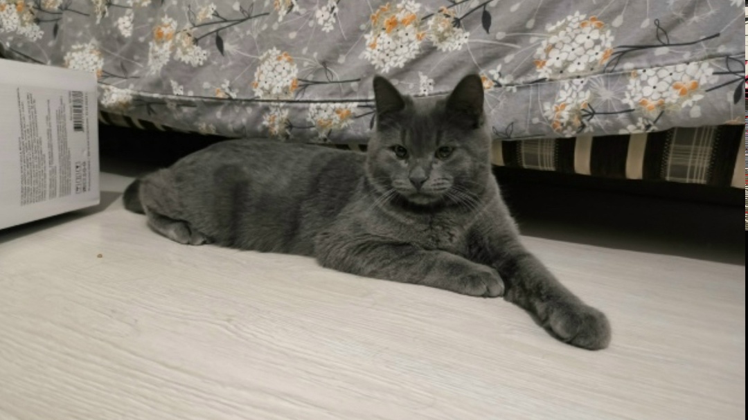 Найдена кошка в Ижевске — фото объявления