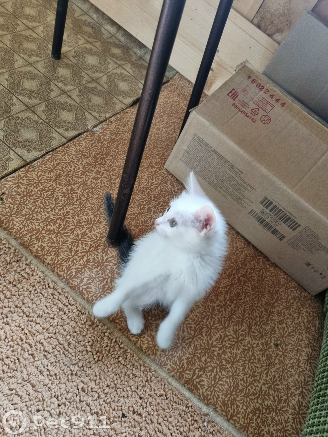 Найдена кошка в Ижевске — фото объявления