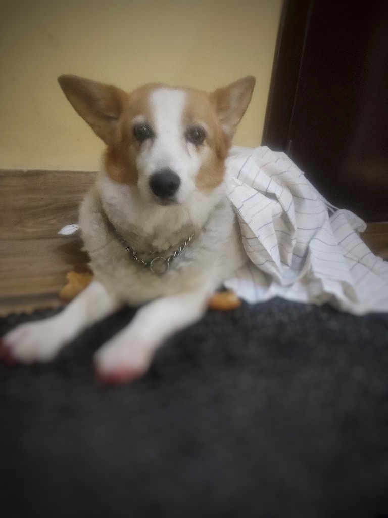 Найдена собака в Ижевске — фото объявления