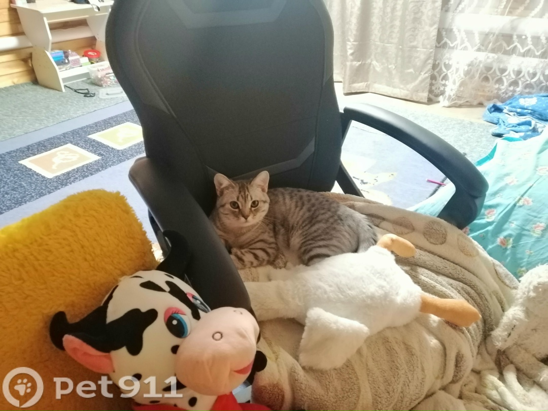 Пропала кошка в Ижевске — фото объявления