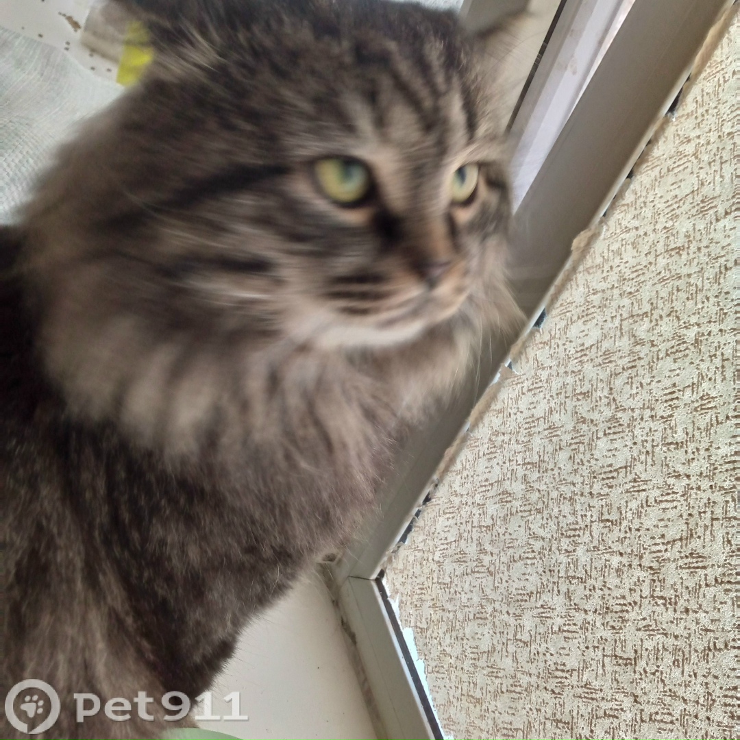 Найдена собака в Ижевске — фото объявления