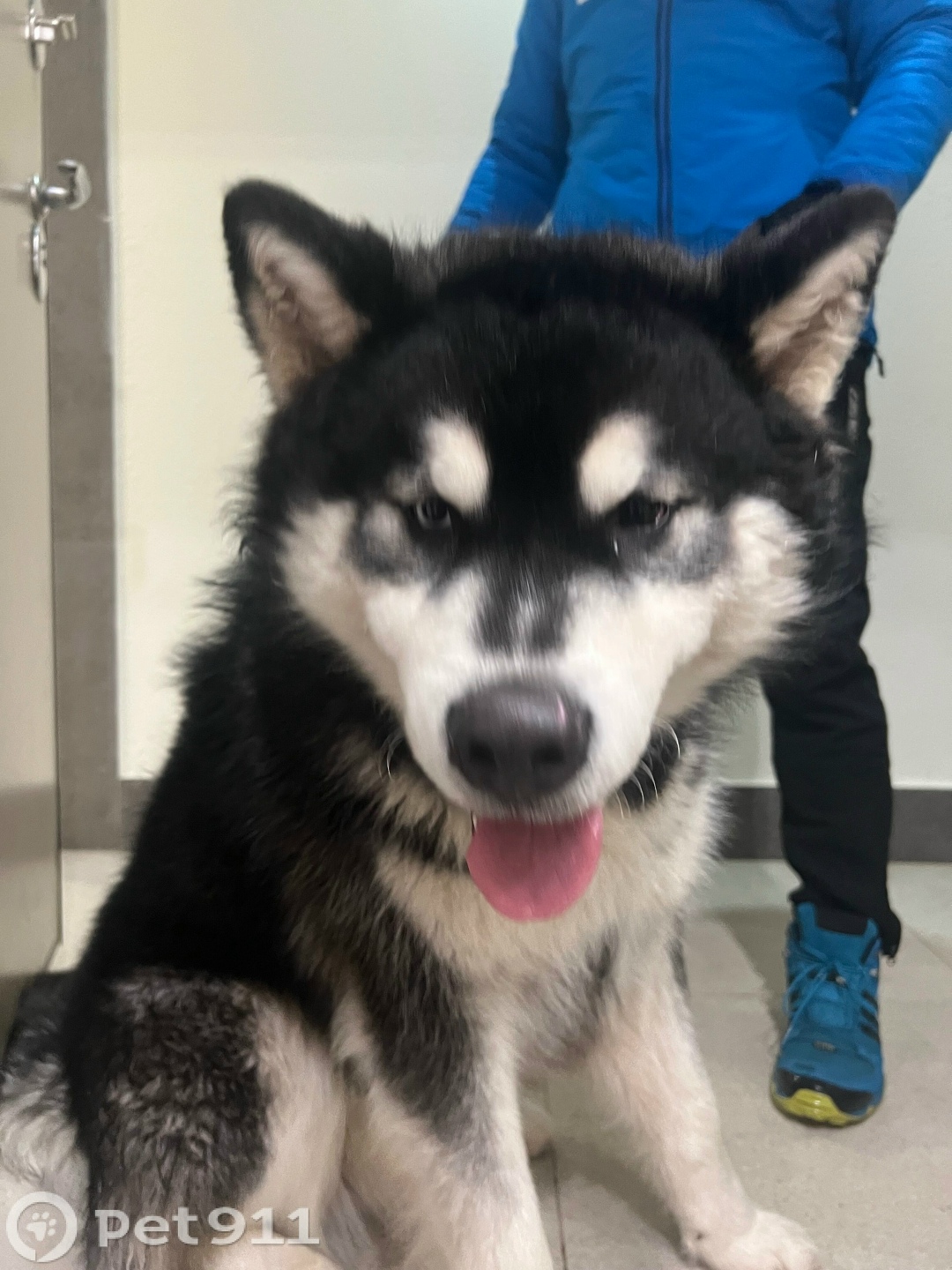 Найдена собака в Ижевске — фото объявления