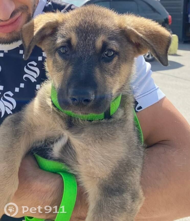 Пропала собака в Ижевске — фото объявления
