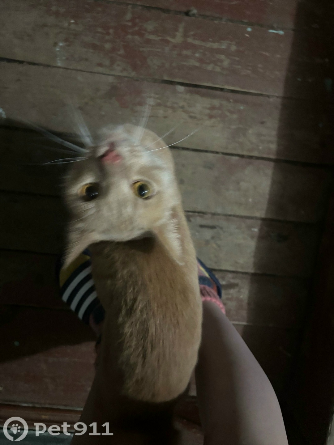 Найдена кошка в Ижевске — фото объявления