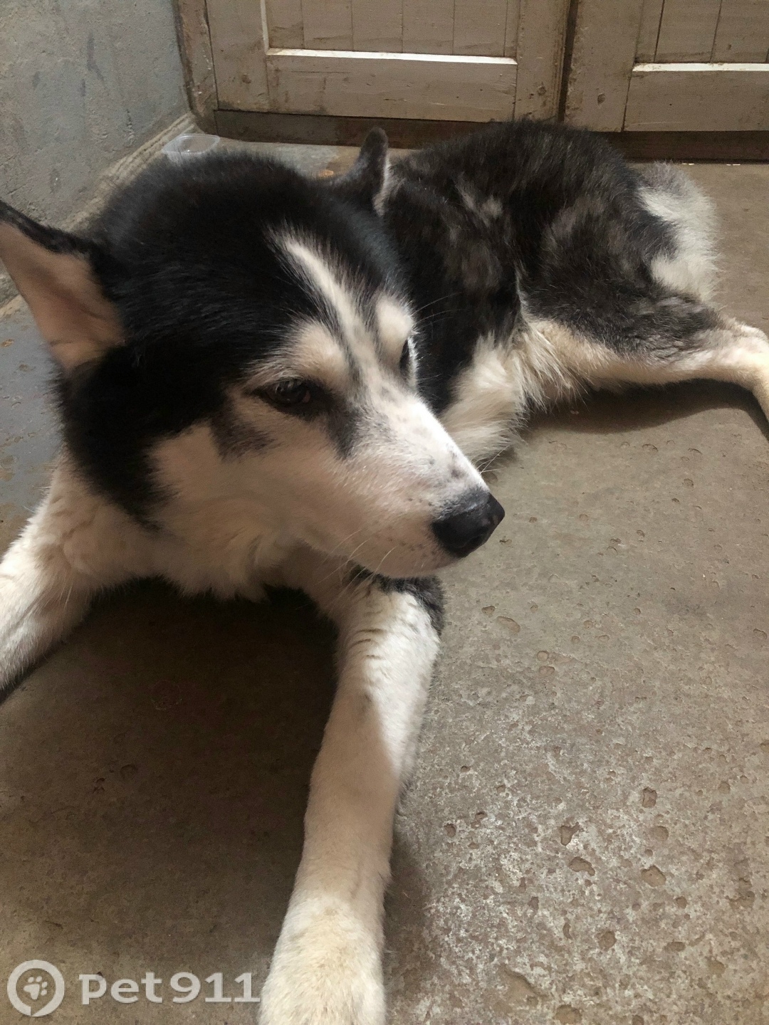 Найдена собака в Ижевске — фото объявления