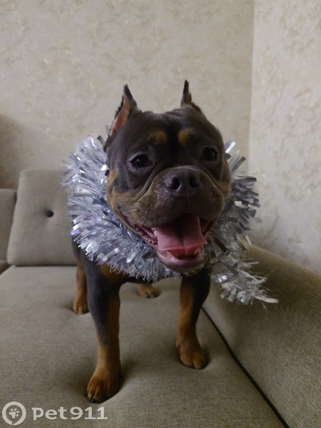 Пропала собака в Ижевске — фото объявления