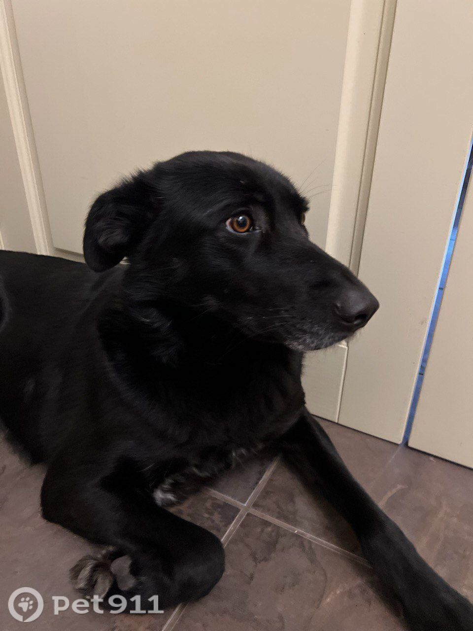 Пропала собака в Ижевске — фото объявления