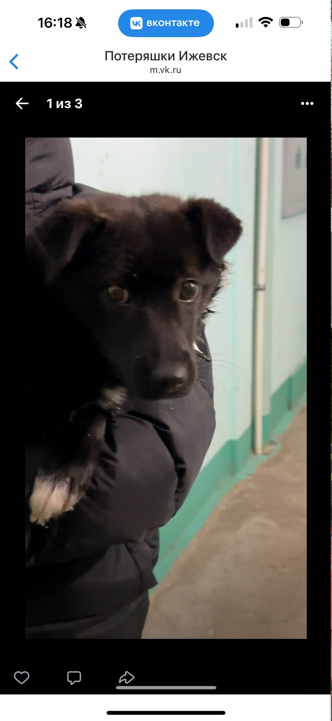 Найдена собака в Ижевске — фото объявления