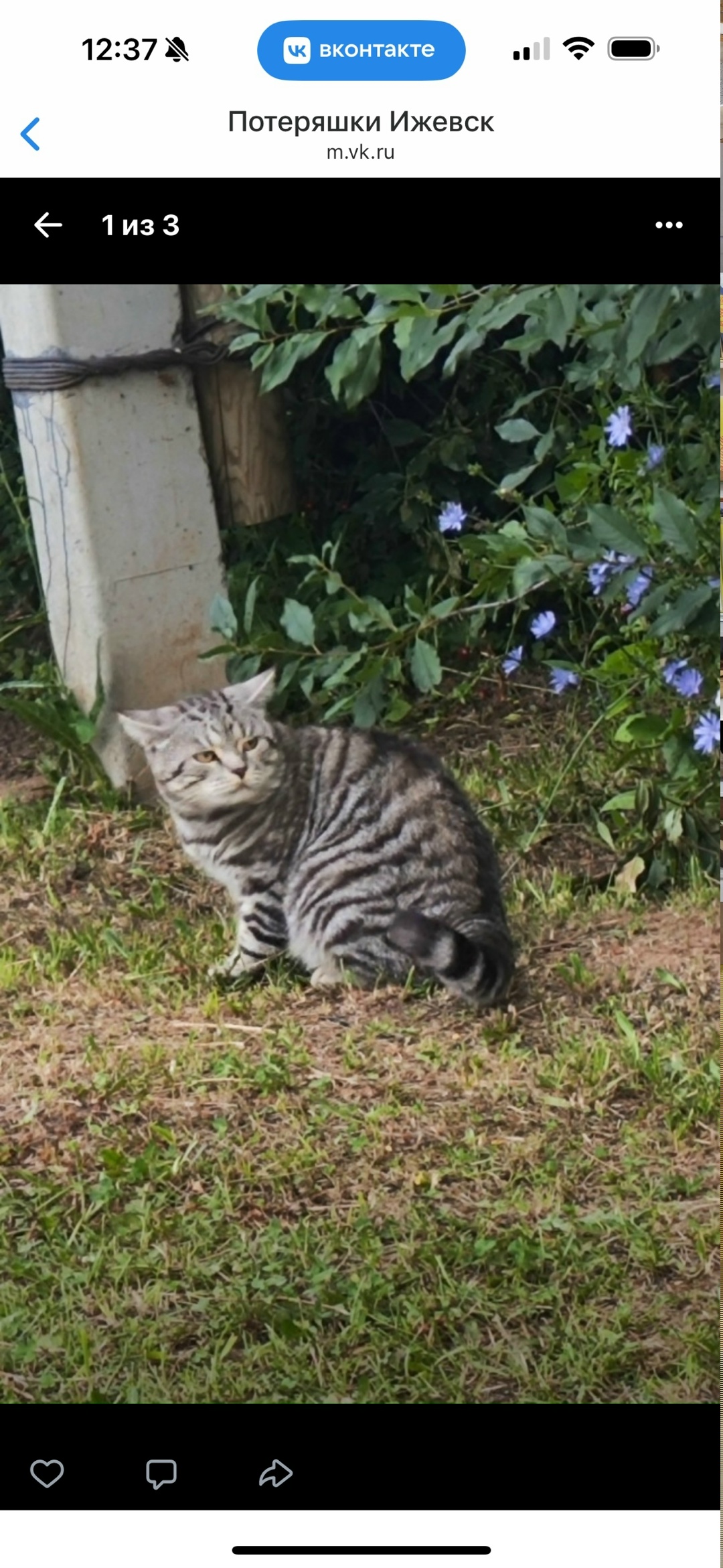 Пропала кошка в Ижевске — фото объявления