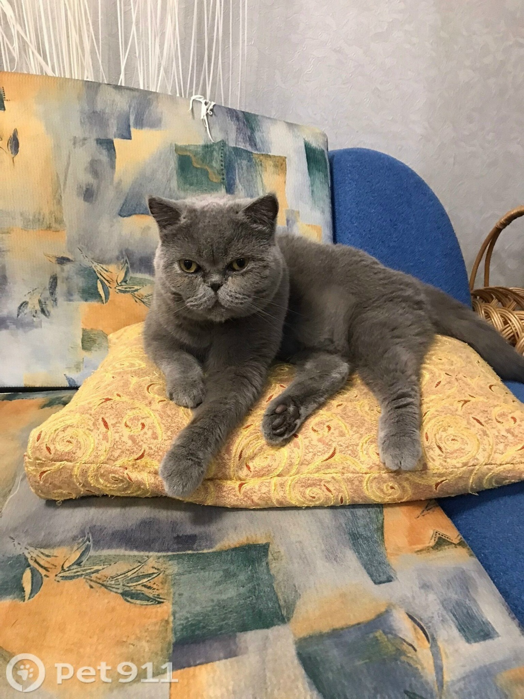 Пропала кошка в Ижевске — фото объявления