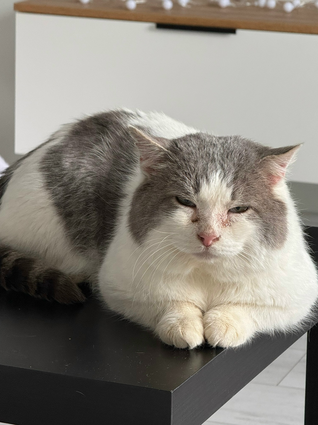 Найдена собака в Ижевске — фото объявления