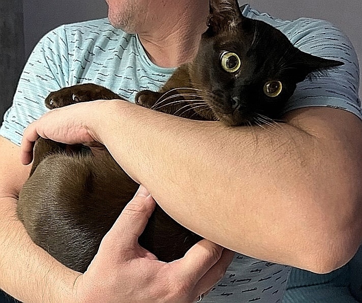 Найдена кошка в Ижевске — фото объявления