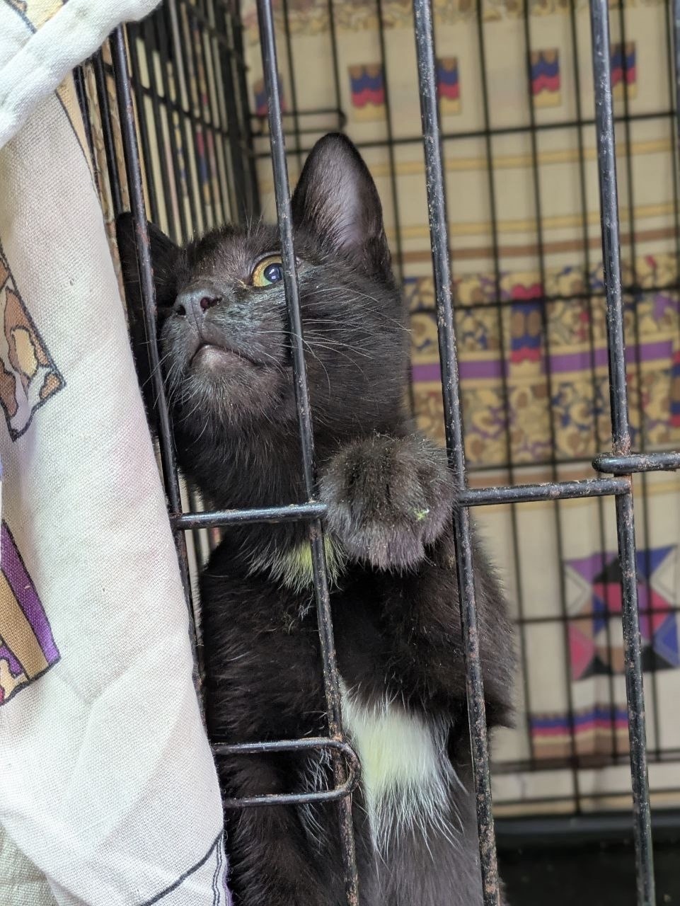 Найдена кошка в Ижевске — фото объявления